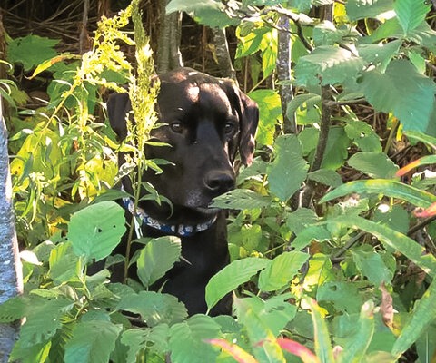 Baker sits patiently, overseeing the construction of one of the many trails he built with Eric Brown. Moral Support is just as important as a helping hand. 