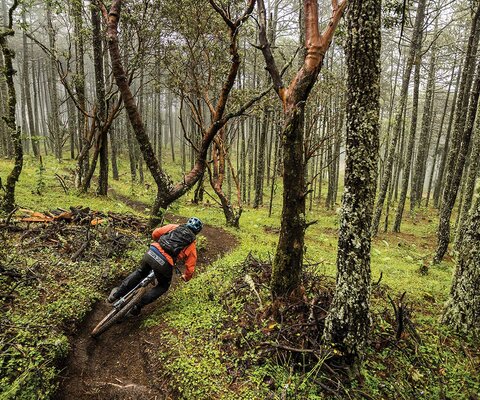 High in the cloud forest of the Sierra Juárez, Luis “Huicho” Aguilar rips down a trail named Jabalí (Wild Boar)—one of many divine ribbons of singletrack in the sprawling network of Santa Catarina Ixtepeji. These paths have long been a lifeline for the region’s inhabitants, who use them to harvest resin from the trees and collect firewood (such as that piled alongside the trail).