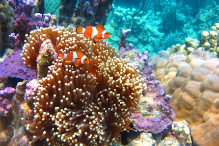 The underwater world of Karimunjawa