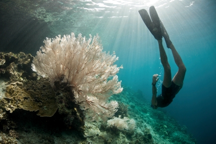 A free diver exploring the waters around Raja Ampat