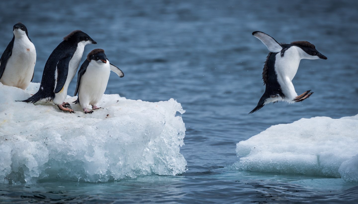 Antarctica - Antartica