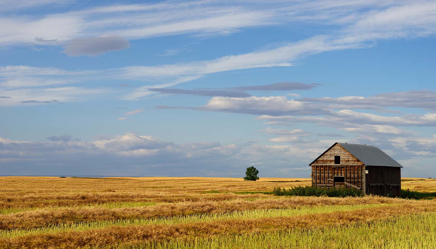 Saskatchewan - Canola Field Saskatchewan, Canada