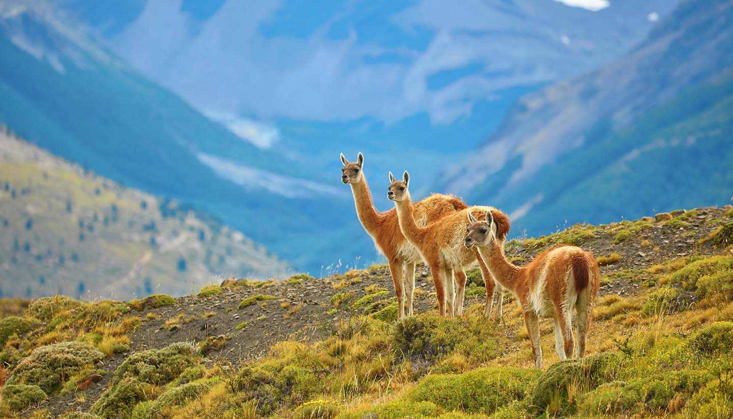 Chile - Guanacoes in Torres del Paine,Chile